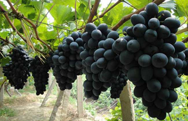 葡萄生长发育对土壤条件的要求