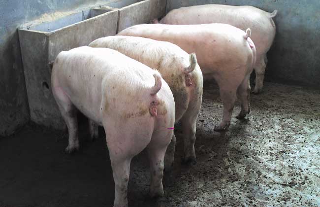 二元母猪饲养技术