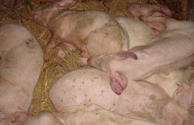 猪副嗜血杆菌病症状及治疗