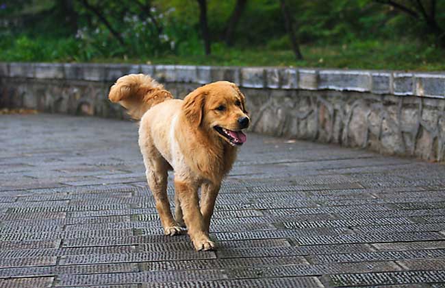 导盲犬是什么狗？