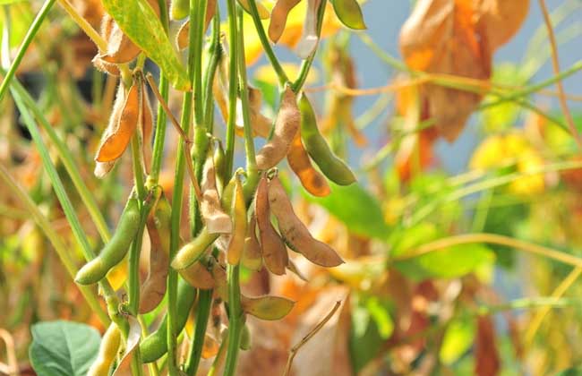 农产品黄豆专题信息