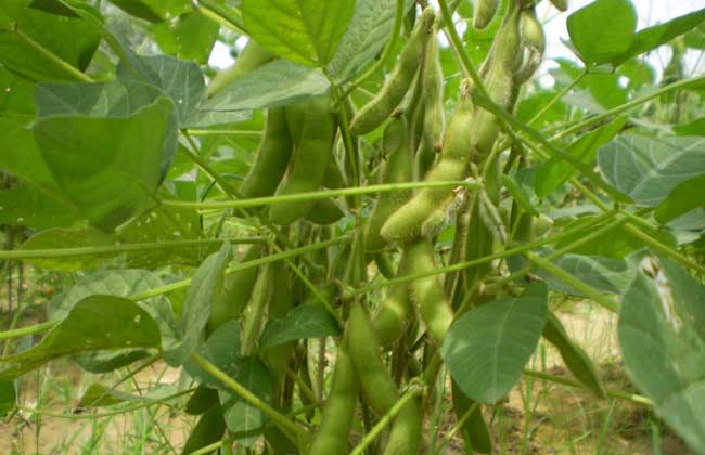 黄豆的种植技术