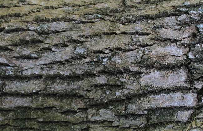 樟树皮的功效与作用