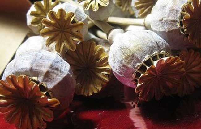 罂粟壳的功效与作用