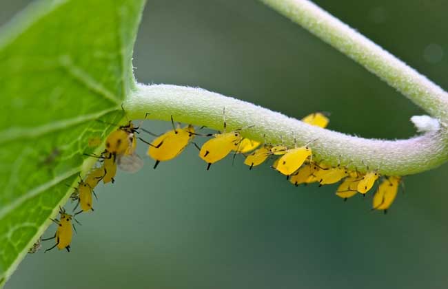 蚜虫的危害及防治