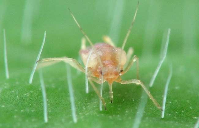 蚜虫有哪些天敌？