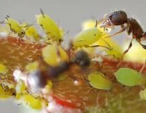蚂蚁与蚜虫是什么关系？