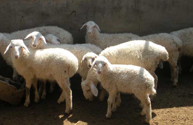 养羊补贴政策