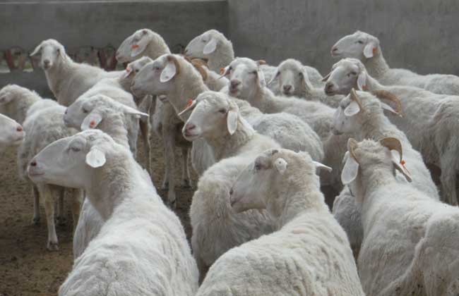 养羊补贴政策