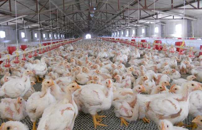 投资一个养鸡场要多少钱？