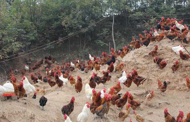 投资一个养鸡场要多少钱_投资一个养鸡场要多少钱？