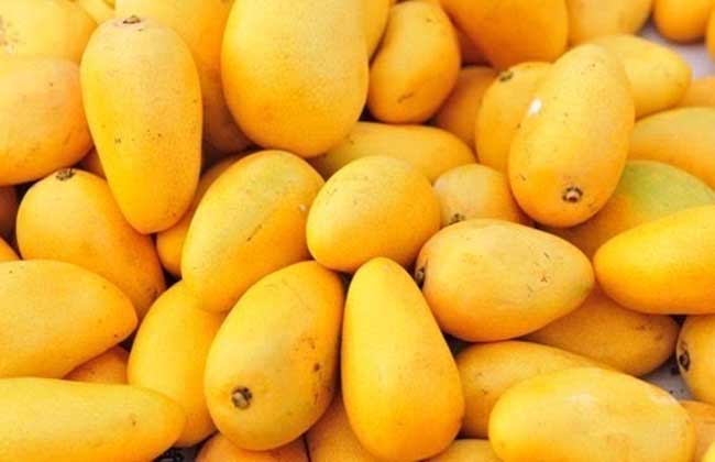 芒果多少钱一斤?