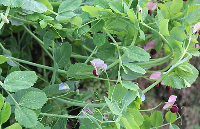 豌豆种子价格及种植方法