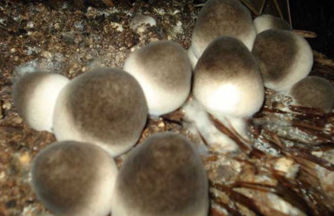 草菇菌种价格及种植方法