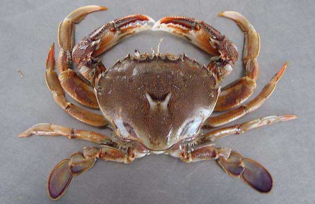 农产品螃蟹专题信息