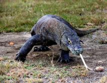 科莫多巨蜥吃什么食物？