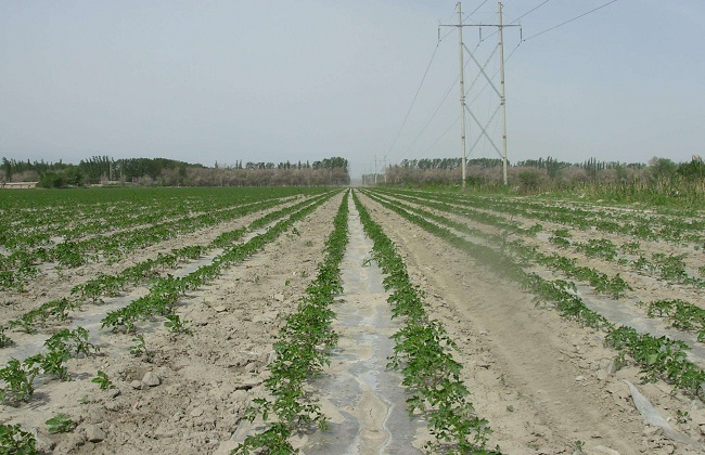 农业灌溉的方式有哪些 