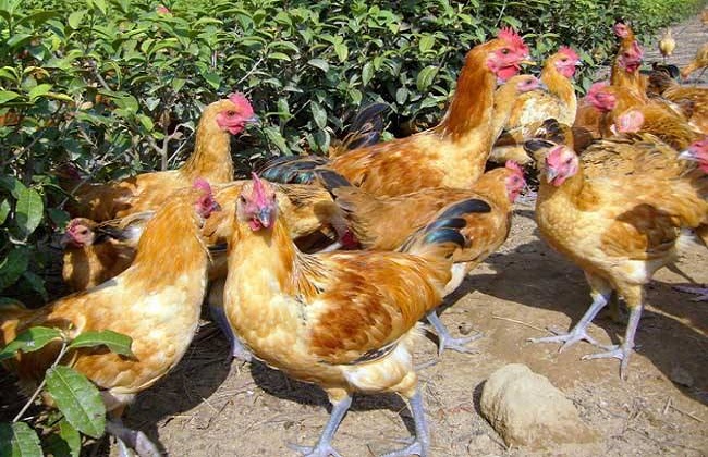2018农村养鸡政策补贴