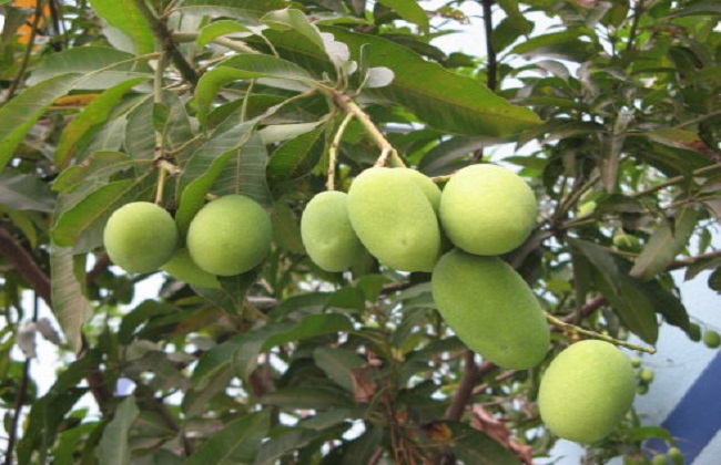 芒果的种植前景