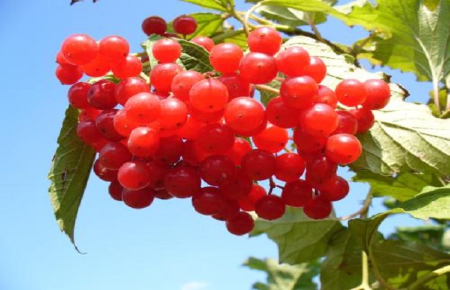 蔓越莓的种植技术与条件