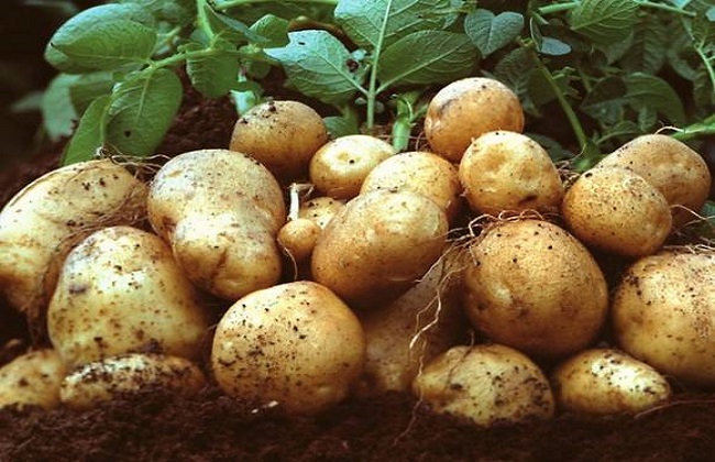 土豆的种植时间与方法