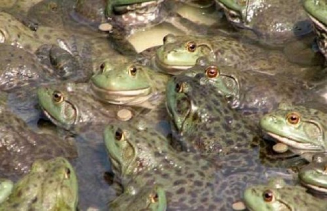 牛蛙的养殖前景