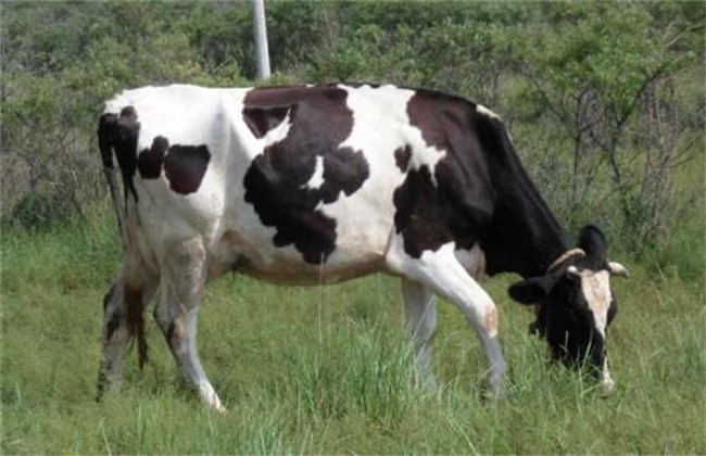 怎么判断母牛是否怀孕