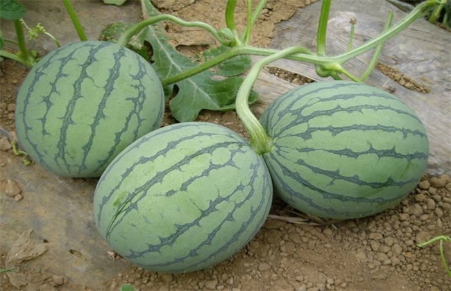 西瓜 品种 常见