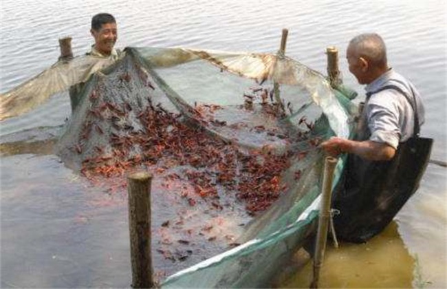 龙虾 具体流程 养殖