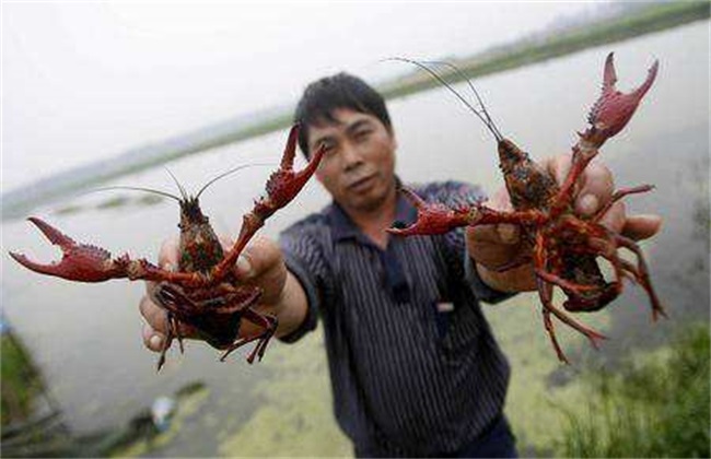 龙虾 具体流程 养殖
