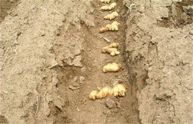 生姜的种植技术