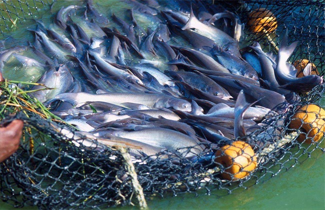 巴沙鱼 人工养殖 方法
