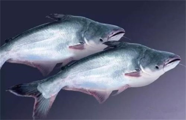 巴沙鱼 饲养管理 方法