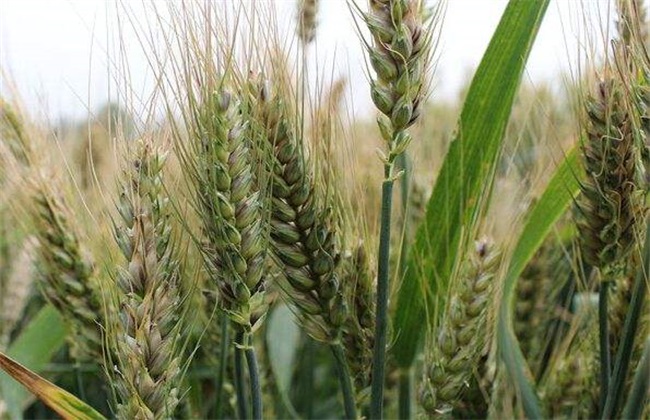 小麦拔节期的田间管理