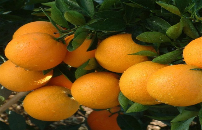 脐橙 价格 多少钱一斤