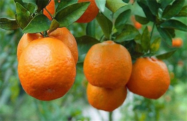脐橙 价格 多少钱一斤