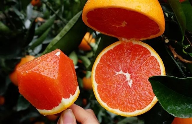 血橙多少钱一斤