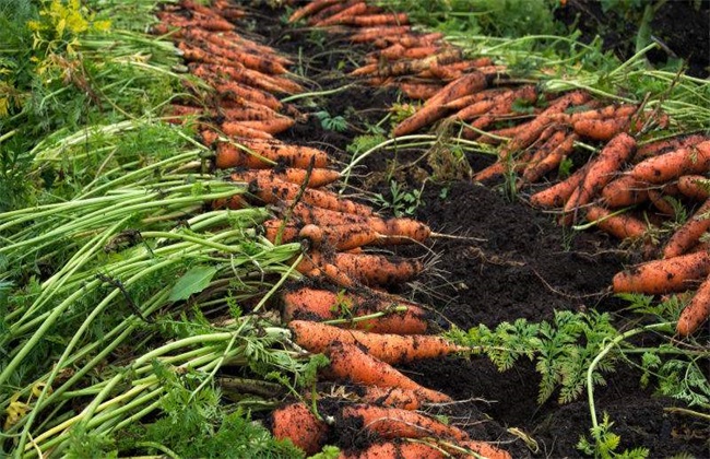 胡萝卜需肥特性和施肥技术都在这了