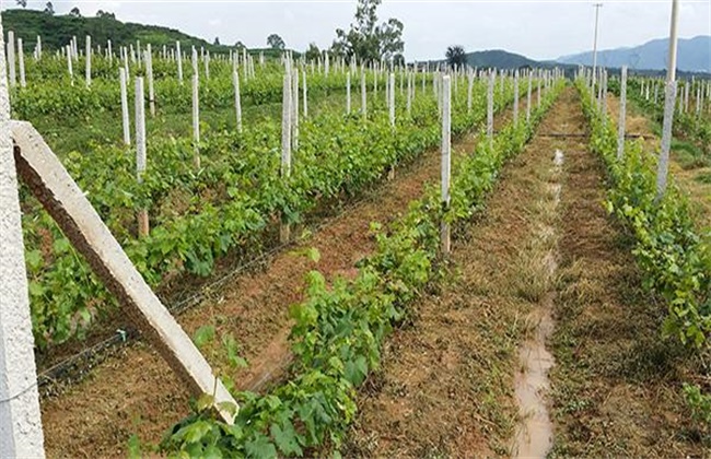葡萄种植效益分析