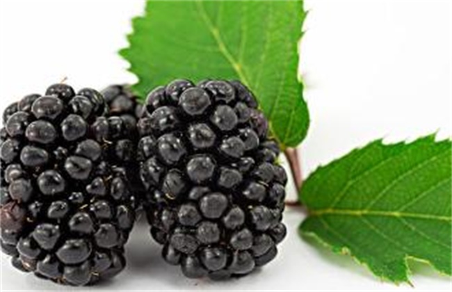 黑莓水果多少钱一斤