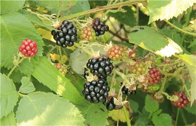 黑莓水果多少钱一斤