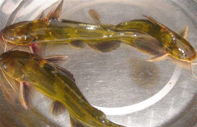 黄颡鱼价格多少钱一斤