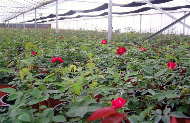 种植一亩玫瑰花的利润(图1)