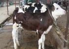 如何提高奶牛繁殖率