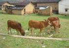 初生犊牛需注意的常见问题