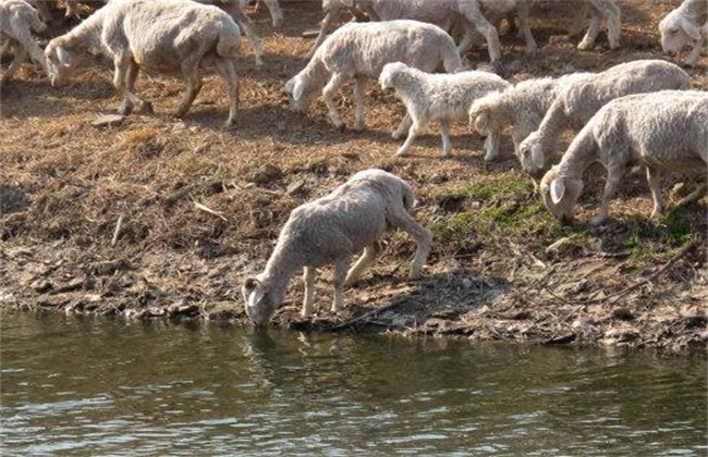 羊喝水