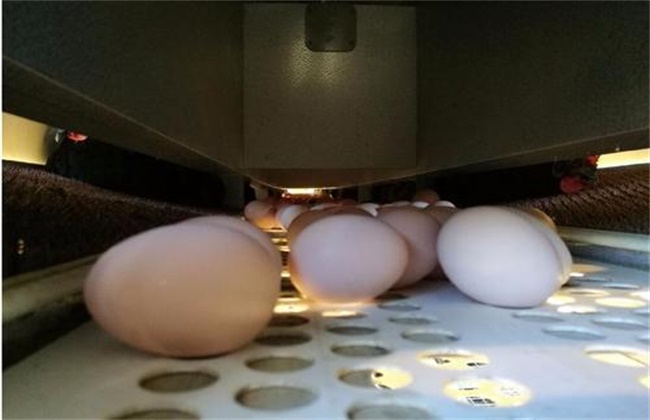蛋鸡隔窝原因及防治方法