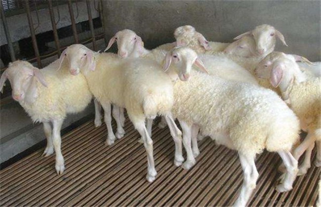 科学养羊 5大方法
