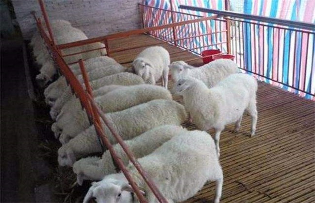 自配羊饲料 常见误区