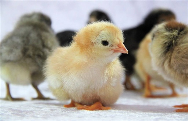 冬季 如何提高 雏鸡抗病力